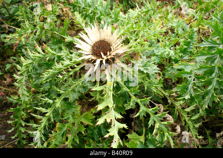 Un coltivato Carline thistle Foto Stock