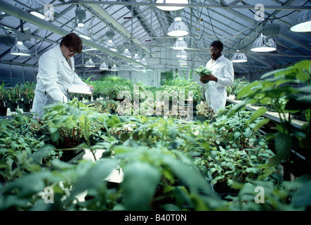 Gli scienziati che lavorano nella serra ad una attività di ricerca e sviluppo per la struttura di una società chimica che produce pesticidi. Foto Stock