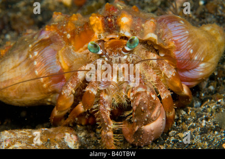 Anemone Granchio Eremita Dardano pedunculatus nello stretto di Lembeh Indonesia Foto Stock