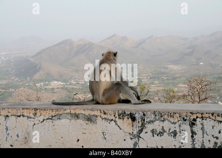 Scimmia maschio siede sulla parete e si affaccia sul paesaggio Foto Stock