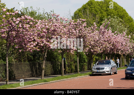 Fila di alberi di ciliegio in fiore Regents Park London GB UK Foto Stock