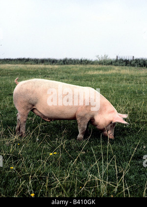 Zoologia / animali, mammifero / mammiferi, di suini domestici e di suini in piedi nel prato, distribuzione: in tutto il mondo, Sus scrofa forma domesti Foto Stock