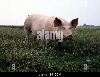 Zoologia / animali, mammifero / mammiferi, di suini domestici e di suini in piedi sul prato, distribuzione: in tutto il mondo, Sus scrofa forma domesti Foto Stock