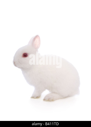 Carino white Netherland Dwarf bunny isolato di coniglio Foto Stock