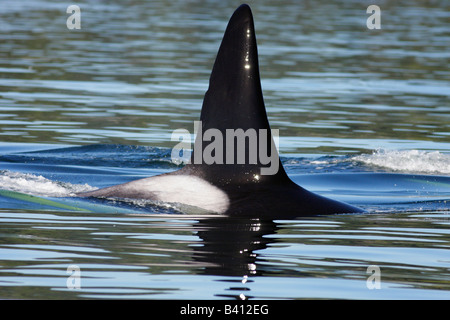 Balena killer in Juan de Fuca Strait Victoria British Columbia Canada Foto Stock