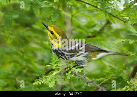 Stati Uniti d'America, Texas, South Padre Island. Maschio nero-verde throated trillo nella boccola. Foto Stock