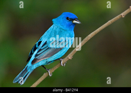 Stati Uniti d'America, Texas, South Padre Island. Ritratto di indigo bunting maschio sul ramo. Foto Stock