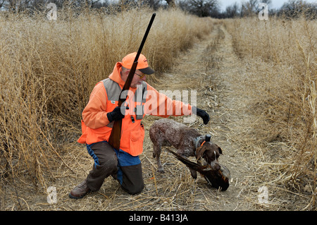 Il tedesco Shorthair Pointer recupero Ringneck Pheasant a Upland Bird Hunter Kansas Foto Stock