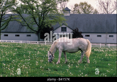 Incinta White Horse di tarassaco riempito Paddock presso il Kentucky Horse Park Fayette County Kentucky Foto Stock