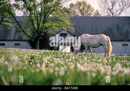 Incinta White Horse di tarassaco riempito Paddock presso il Kentucky Horse Park Fayette County Kentucky Foto Stock