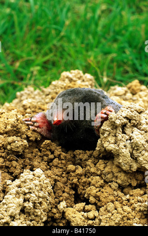 Zoologia / animali, mammifero / di mammifero, Talpidae, Europeo Mole (Talpa europaea), venendo fuori molehill, distribuzione: Europa, una Foto Stock