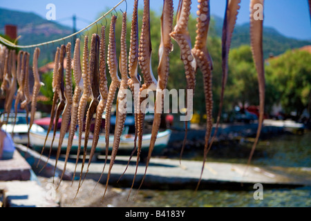 Il polpo essiccamento in skala sykaminias Foto Stock