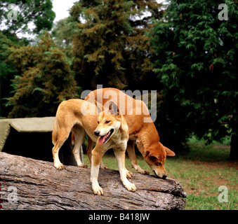 Zoologia / animali, mammifero / di mammifero, dingo, (Canis lupus forma Dingo), due dingos in piedi sul tronco di albero, distribuzione: Austra Foto Stock