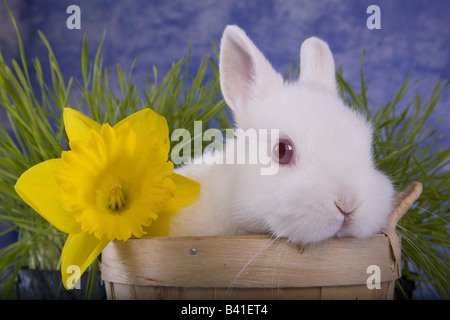 White Netherland Dwarf bunny coniglio in moggio con giallo daffodil fiore ed erba verde blu sullo sfondo del cielo Foto Stock