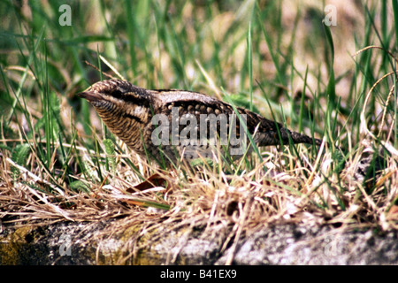 Zoologia / animali, uccelli / uccelli, Eurasian spasmodico, (Jynx torquilla), in erba, distribuzione: l'Europa all'Asia orientale, parti di N Foto Stock