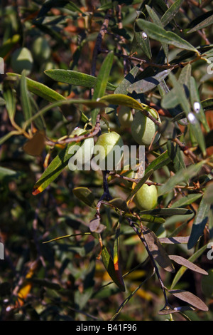 OLEA. Ulivo CON FRUTTA CRESCENDO IN GRECIA. Foto Stock