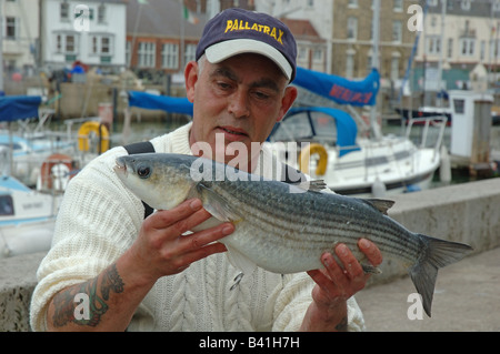 Fisherman azienda 6lb muggine pescato nel porto di Weymouth Dorset, England, Regno Unito Foto Stock