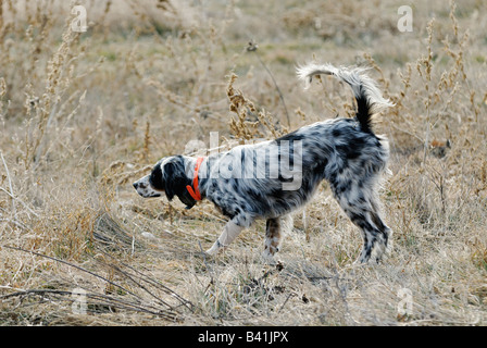 Setter inglese sul punto durante Ringneck Pheasant Hunt Kansas Foto Stock