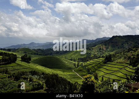 I campi di rotolamento del tè in Ruanda, "terra delle mille colline.". Foto Stock