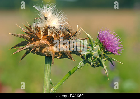 Beata Cardo, dalla Madonna Thistle (Silybum marianum) sementi di testa e fiore Foto Stock