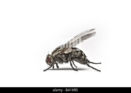 Una femmina di carne volare (Sarcophaga carnaria) in studio. Mouche à damier (Sarcophaga carnaria) femelle en studio. Foto Stock