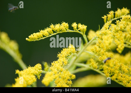 Impianto di oro nella riserva naturale con volare volare verso di fiori per impollinare loro Foto Stock