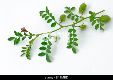 Chick Cece (Cicer arietinum) ramoscello con seedpots e fiori studio immagine Foto Stock