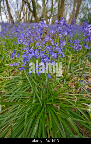 Bluebell: Hyacinthoides non scripta. Surrey in Inghilterra possono Foto Stock