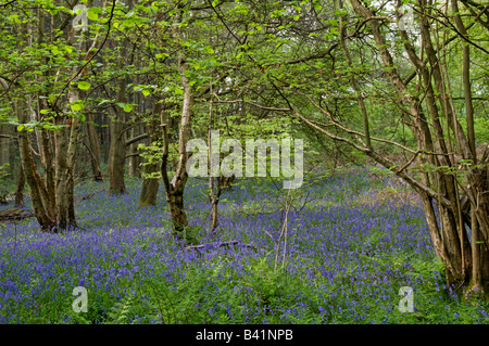 Bluebell Hyacinthoides non scripta Surrey in Inghilterra possono Foto Stock