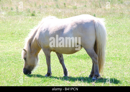 Pony Shetland in campo vicino a St.Davids, Il Pembrokeshire Coast National Park, Pembrokeshire, Wales, Regno Unito Foto Stock