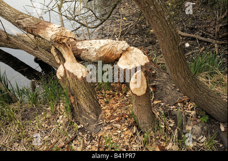 Contrassegni di rosicchiare ad alberi presso il fiume Aare vicino a Berna, Svizzera Foto Stock