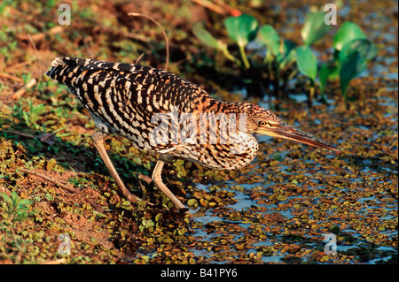 Rufescent Tiger heron Tigrisoma lineatum immaturo Pantanal Brasile America del Sud Foto Stock