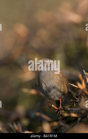 Dunnock Prunella modularis seduta in hedge nella luce della sera Foto Stock