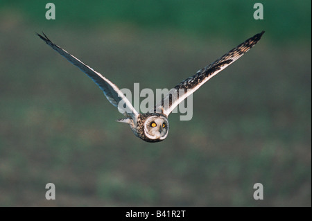 Corto-eared Owl asio flammeus adulto in volo Austria Foto Stock