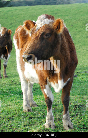 Brown mandria lattiera mucca al pascolo, Taranaki, Nuova Zelanda Foto Stock