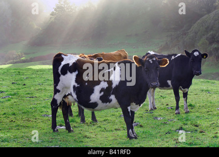 Allevamento di bovini da latte di mucche nel tardo pomeriggio di pascolo, Taranaki, Nuova Zelanda Foto Stock