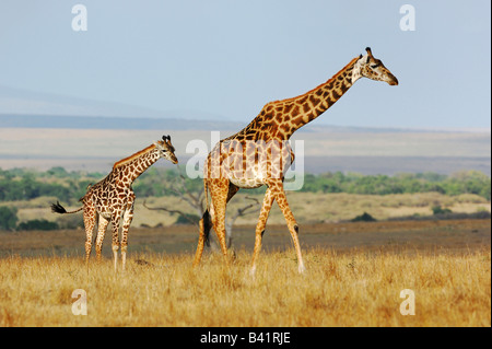 Masai Giraffe Giraffa camelopardalis tippelskirchi femmina con giovani Masai Mara Kenya Africa Foto Stock