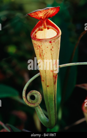 Madagascar pianta brocca Nepenthes madagascariensis Madagascar Africa Foto Stock