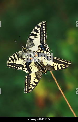 Il vecchio mondo a coda di rondine Papilio machaon coppia coniugata svizzera Foto Stock