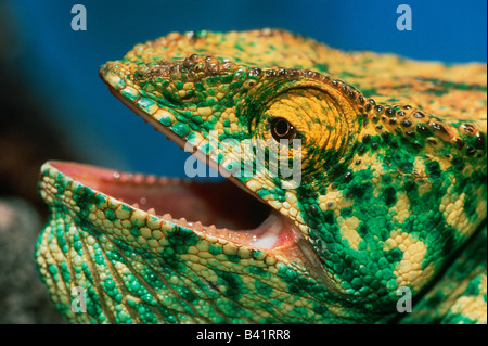 Parson gigante del Camaleonte Calumma parsonii adulto in difesa pongono Africa Madagascar Foto Stock