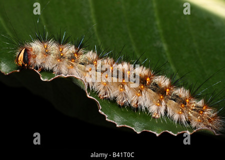 Enorme Hairy Caterpillar sul fiore di uccello del paradiso Foto Stock