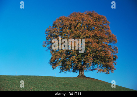 Tiglio Tilia sp albero in estate la Svizzera Foto Stock