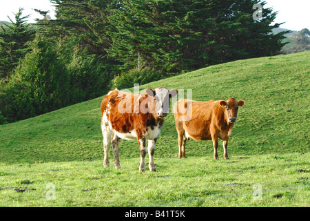 Brown allevamento di bovini da latte di mucche al pascolo, Taranaki, Nuova Zelanda Foto Stock