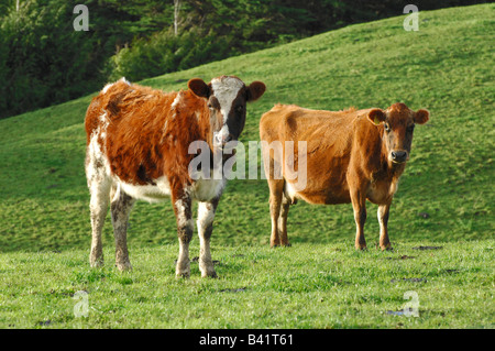 Brown allevamento di bovini da latte di mucche al pascolo, Taranaki, Nuova Zelanda Foto Stock