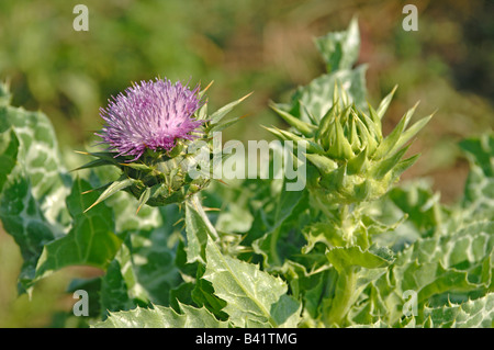 Beata Cardo, dalla Madonna Thistle (Silybum marianum) fioritura Foto Stock
