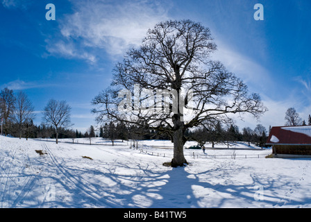 Sfrondato grande albero a foglie decidue in una coperta di neve campo stagliano dal sole del tardo pomeriggio. Foto Stock