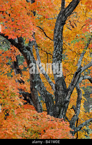 Foglie di autunno nei dintorni di acero tronco e rami in Berheim Arboretum e Foresta di ricerca Bullitt County Kentucky Foto Stock