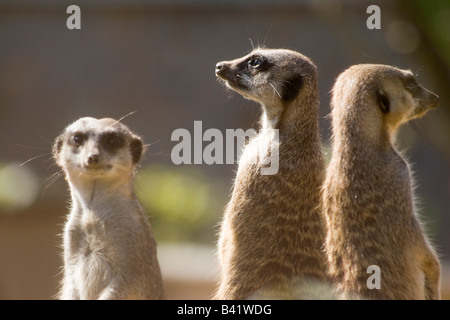 Un trio di meerkats mantenendo lookout Foto Stock