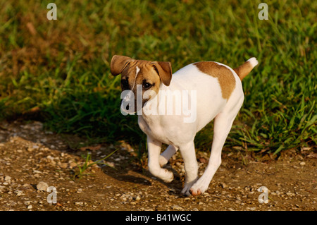 Jack Russell Terrier cucciolo in esecuzione Foto Stock