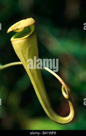 Madagascar pianta brocca Nepenthes madagascariensis Madagascar Africa Foto Stock